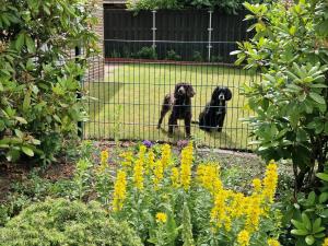 Tuin 2